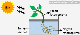 Bitki fidesinde pozitif ve negatif fototropizma